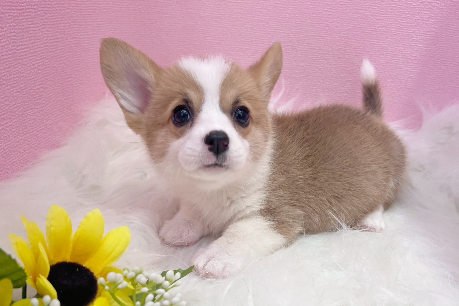 中圓寵物家族／雙色柯基