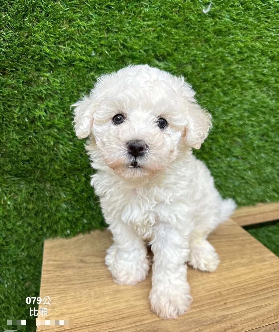 中圓寵物家族／比熊犬