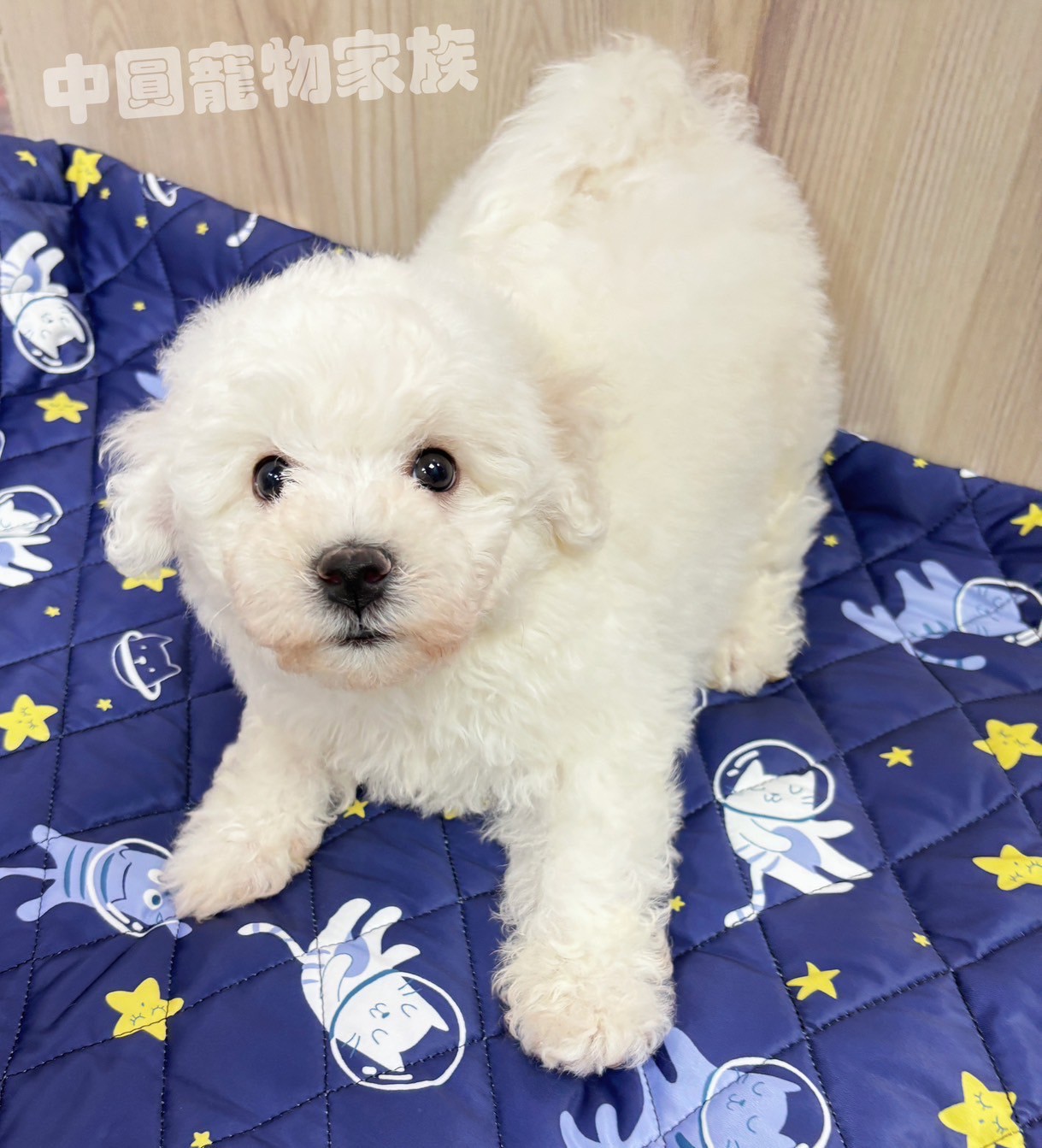 中圓寵物家族／比熊犬