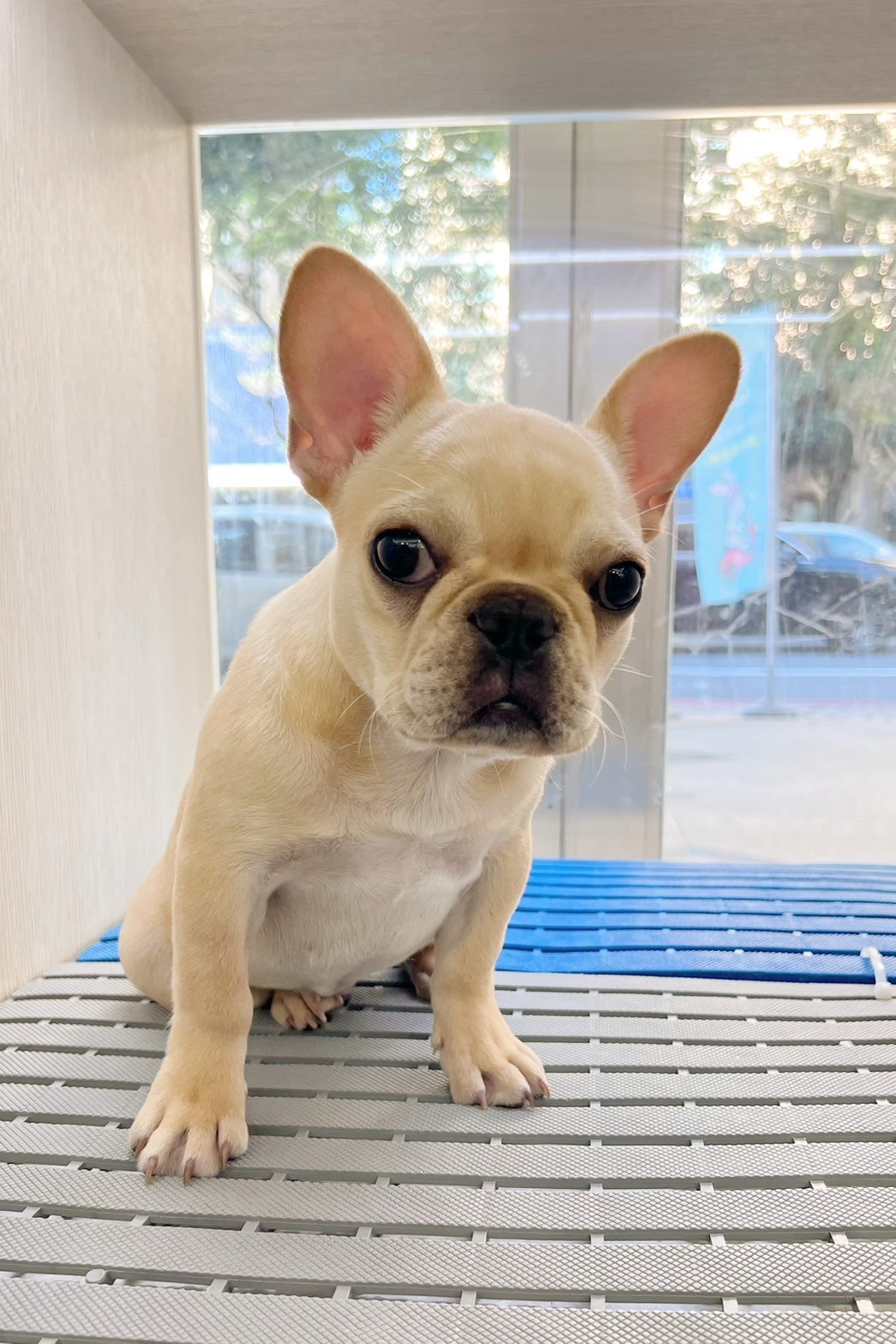 中圓寵物家族／奶油色法國鬥牛犬