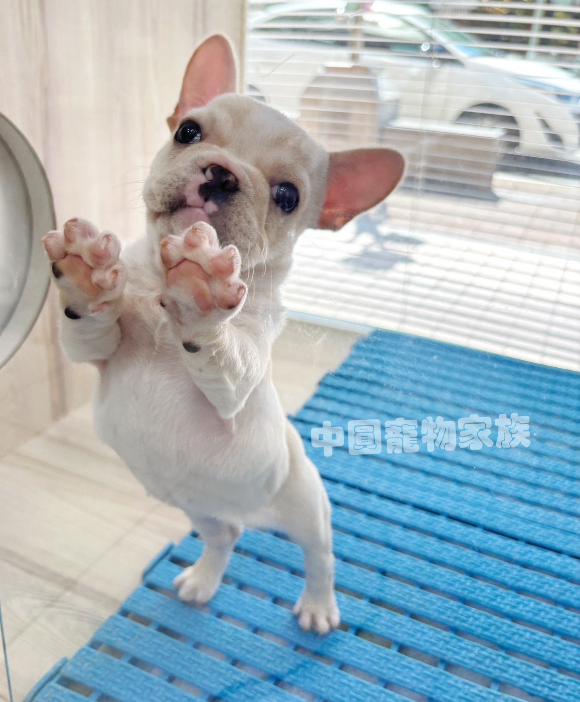 中圓寵物家族／奶油色法國鬥牛犬