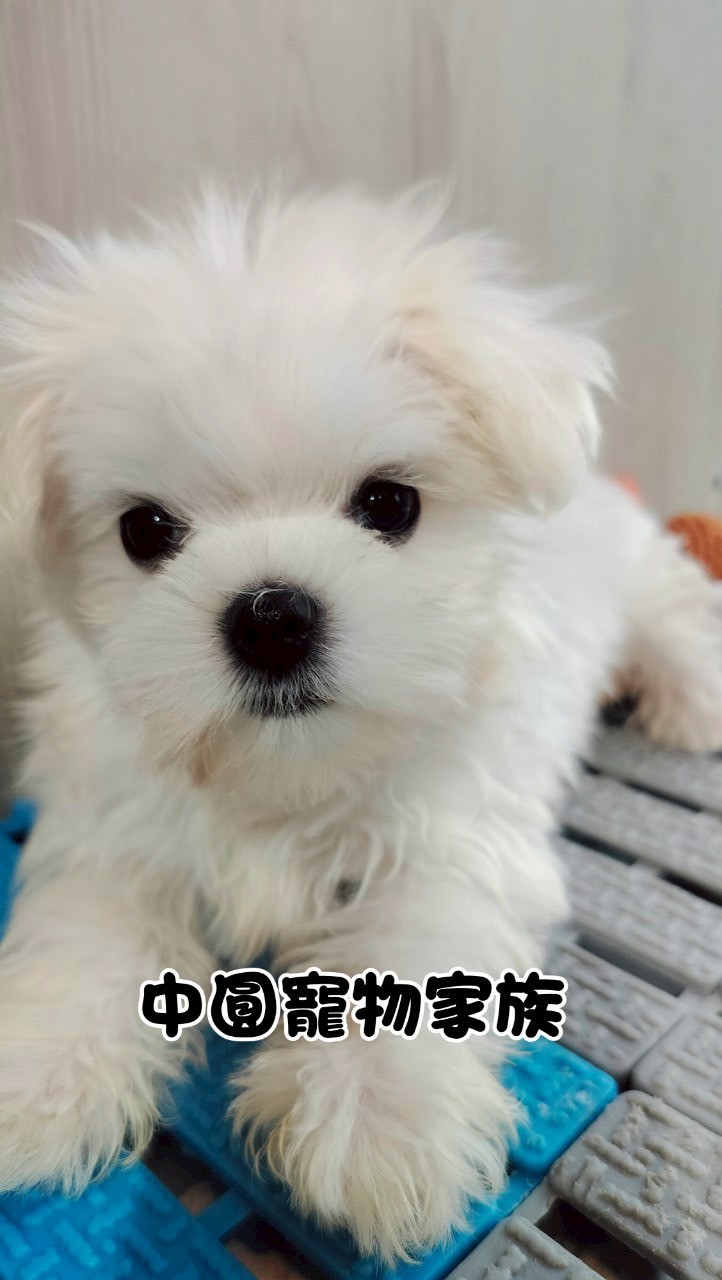 中圓寵物家族／白色瑪爾濟斯