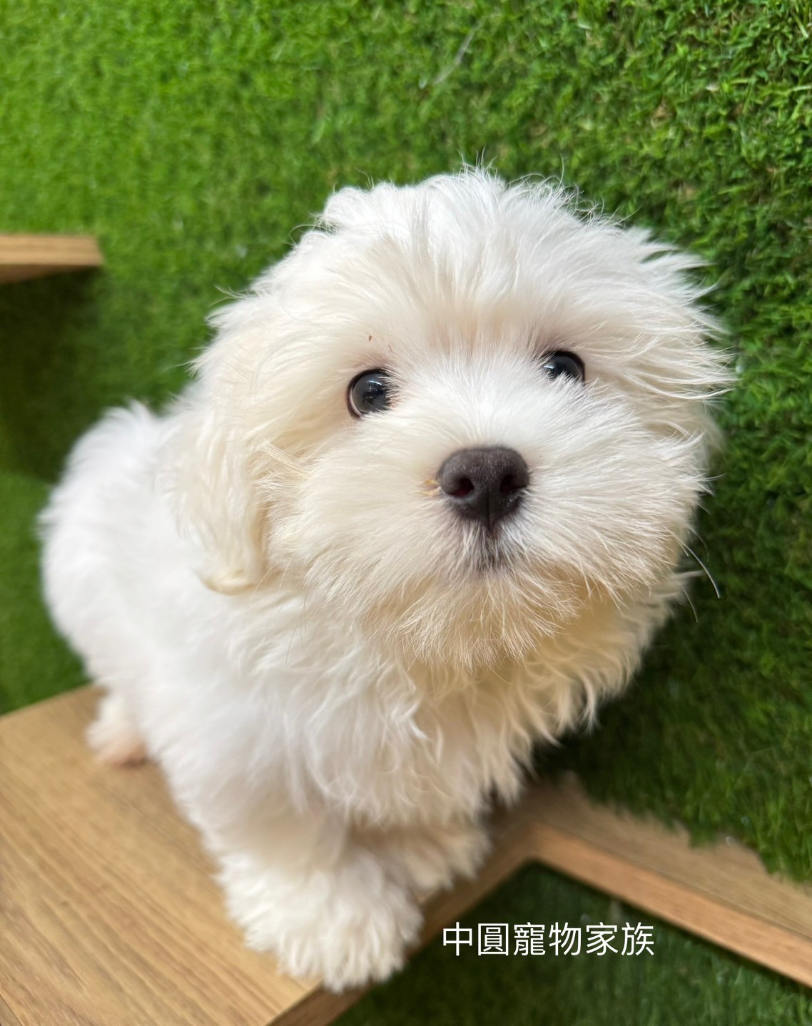 中圓寵物家族／白色瑪爾濟斯