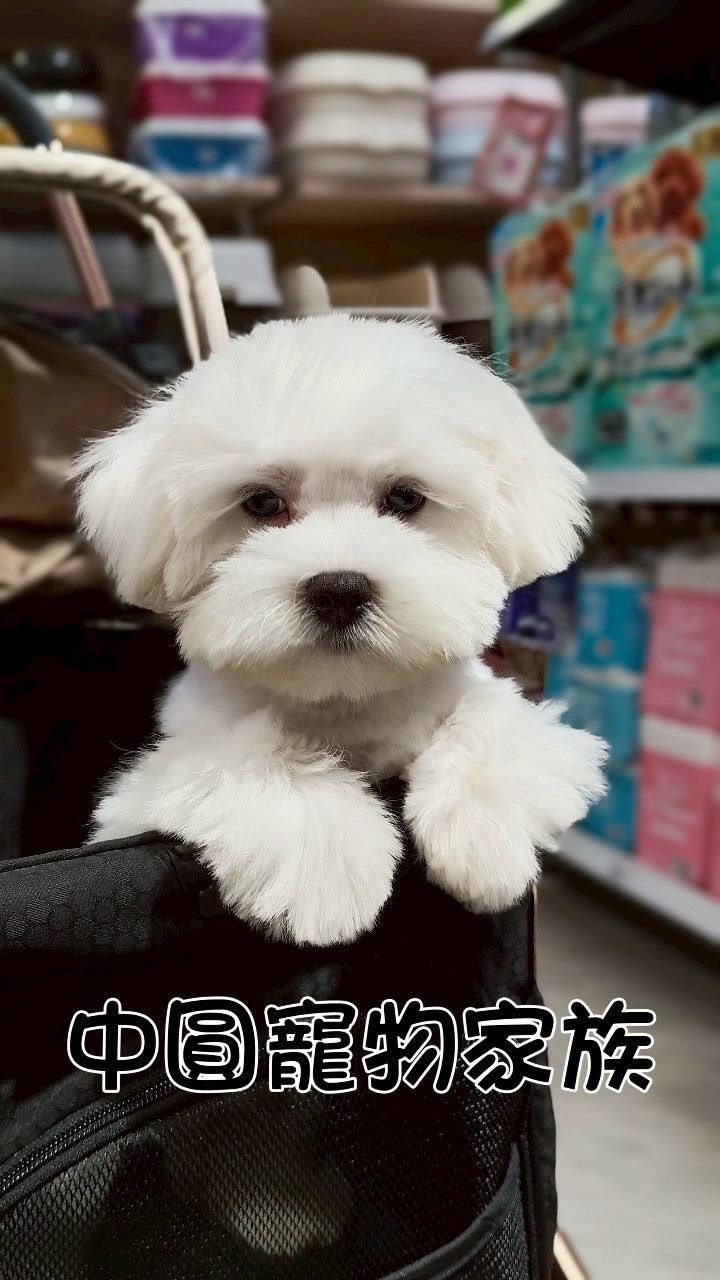 中圓寵物家族／白色瑪爾濟斯