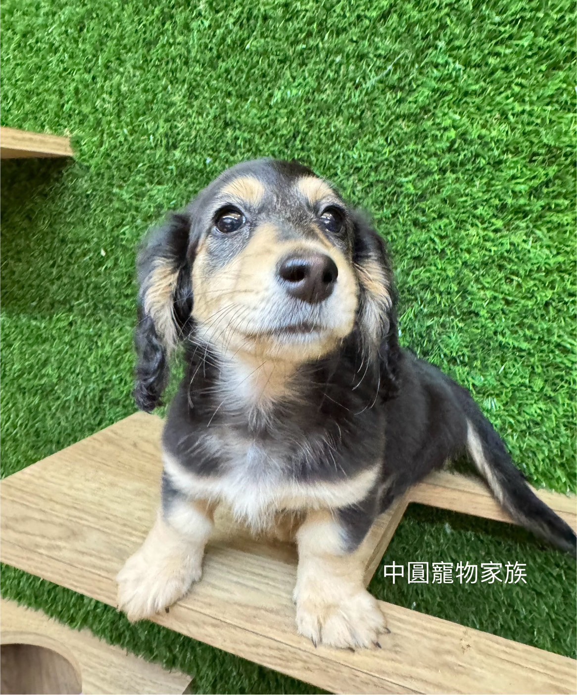 中圓寵物家族／黑奶長毛臘腸犬
