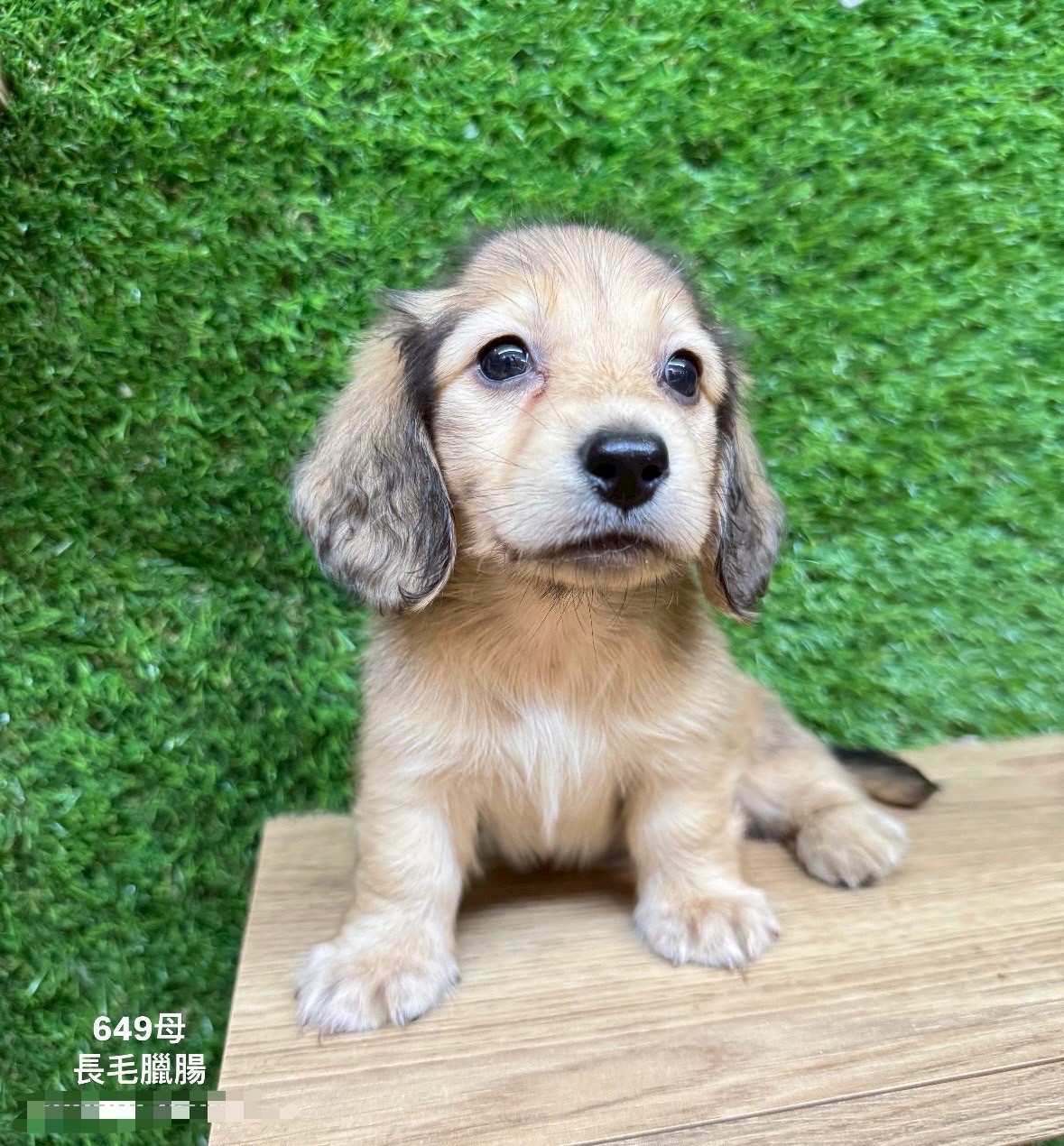 中圓寵物家族／長毛臘腸犬