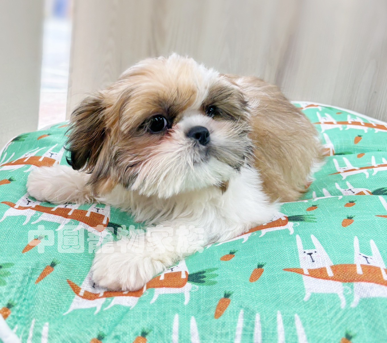 中圓寵物家族／雙色西施犬