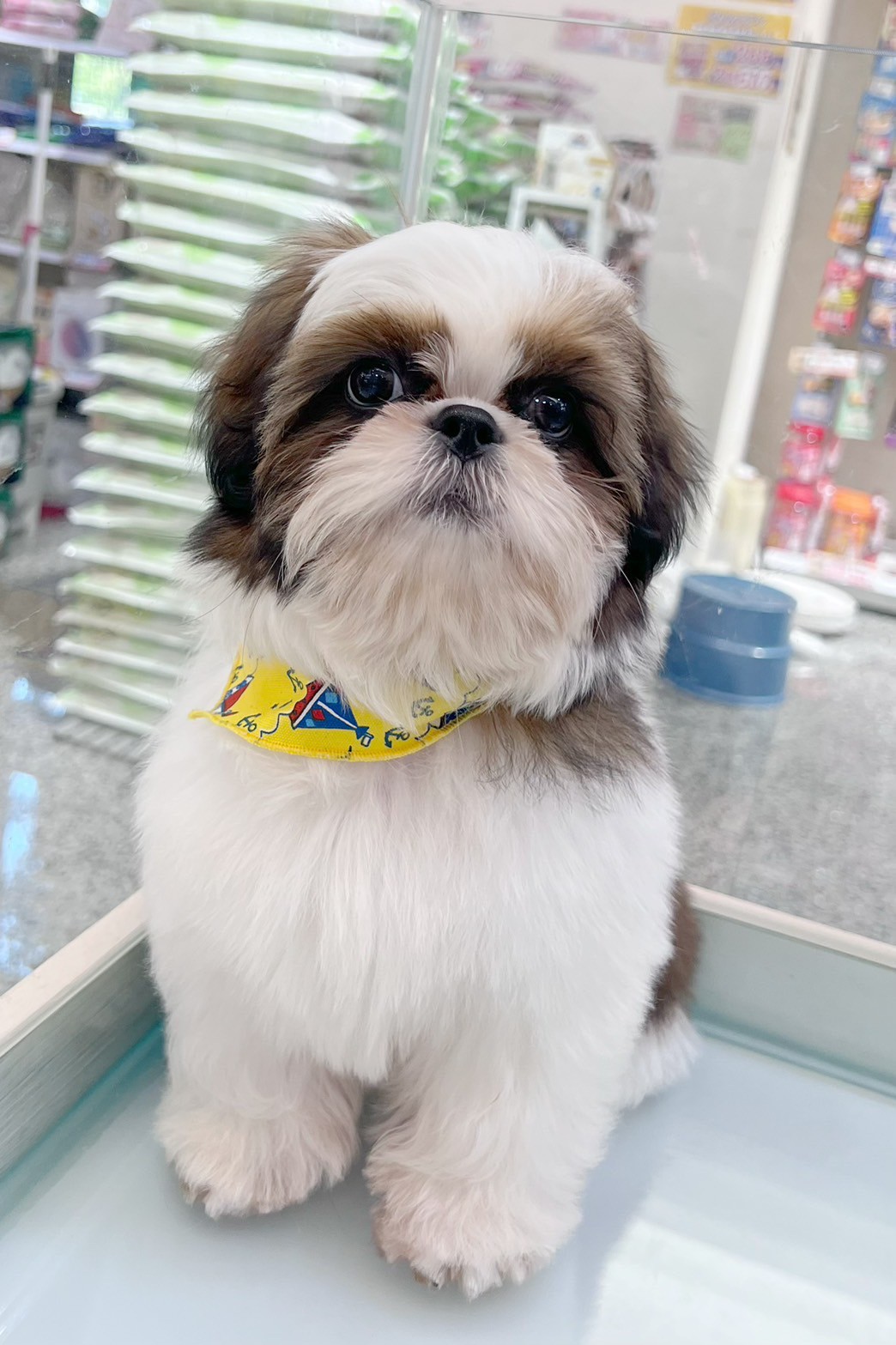 中圓寵物家族／雙色西施犬