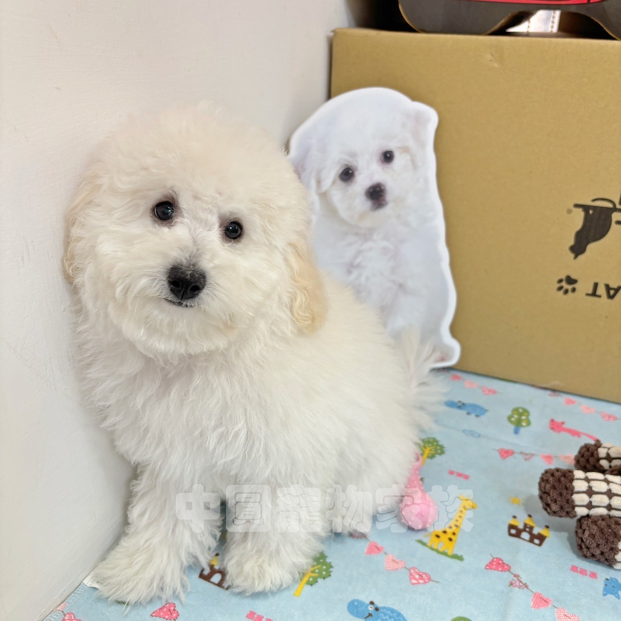 中圓寵物家族／白色貴賓犬