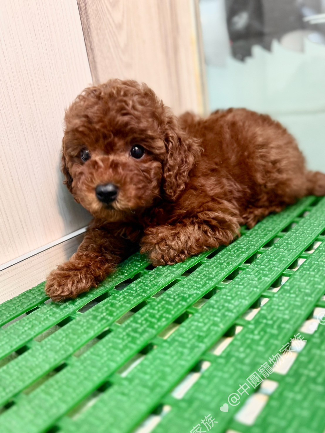 中圓寵物家族／紅色貴賓犬