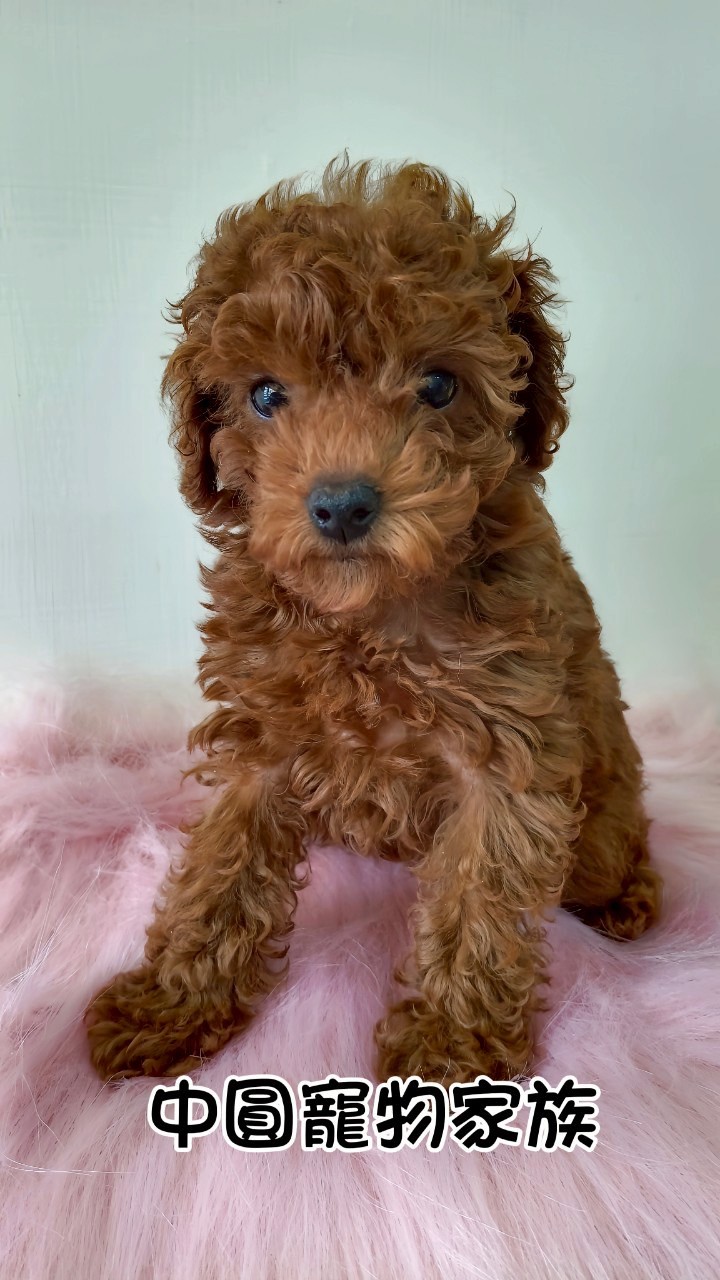 中圓寵物家族／紅色貴賓犬