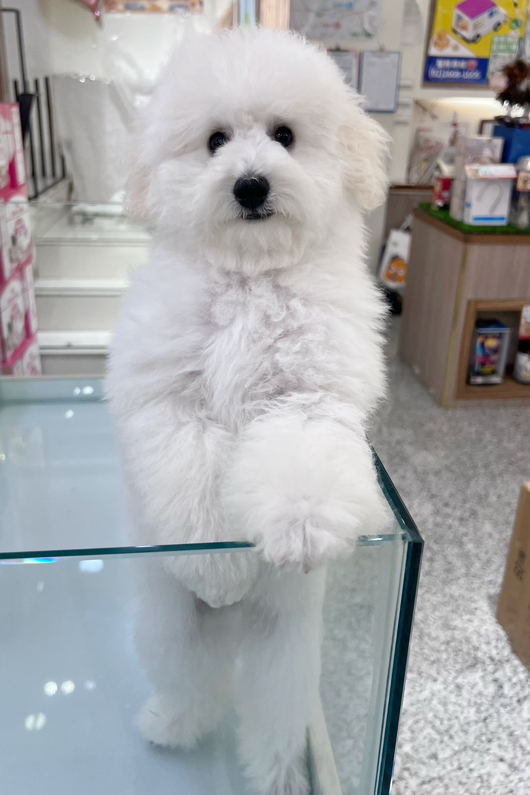 中圓寵物家族／白色貴賓犬