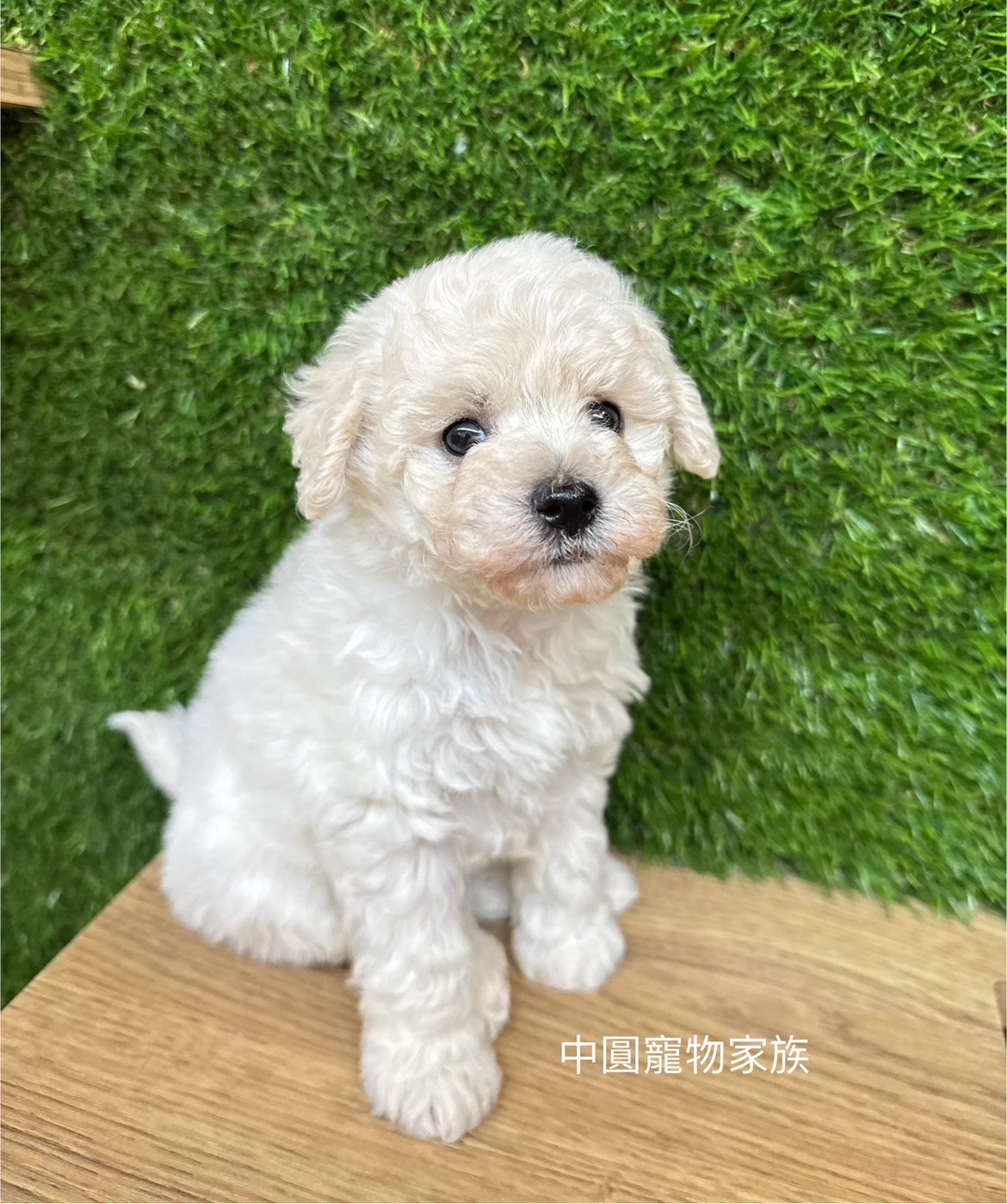 中圓寵物家族／白色貴賓犬