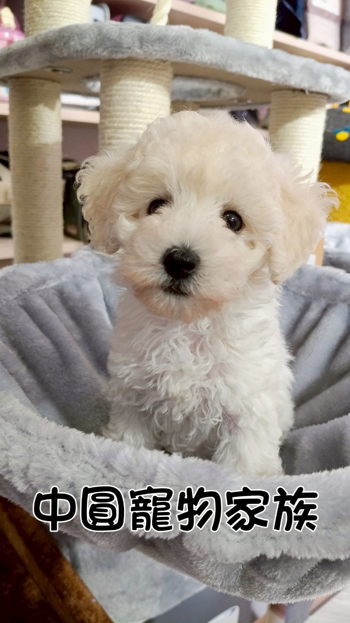 中圓寵物家族／白色貴賓犬