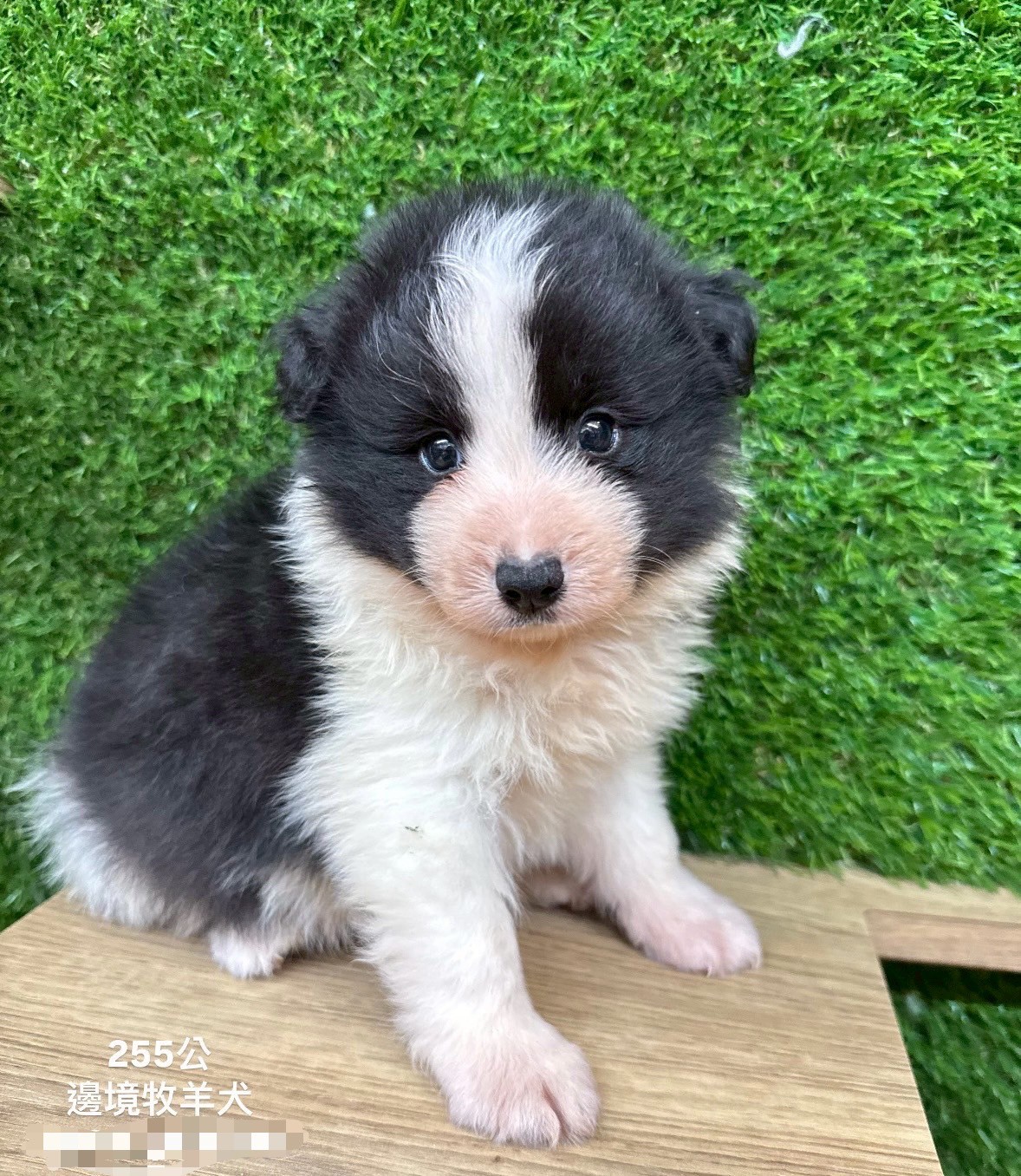 中圓寵物家族／邊境牧羊犬