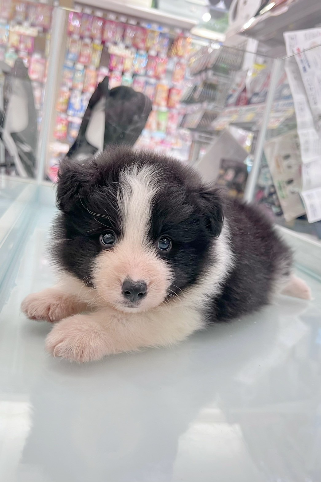 中圓寵物家族／黑白色邊境牧羊犬