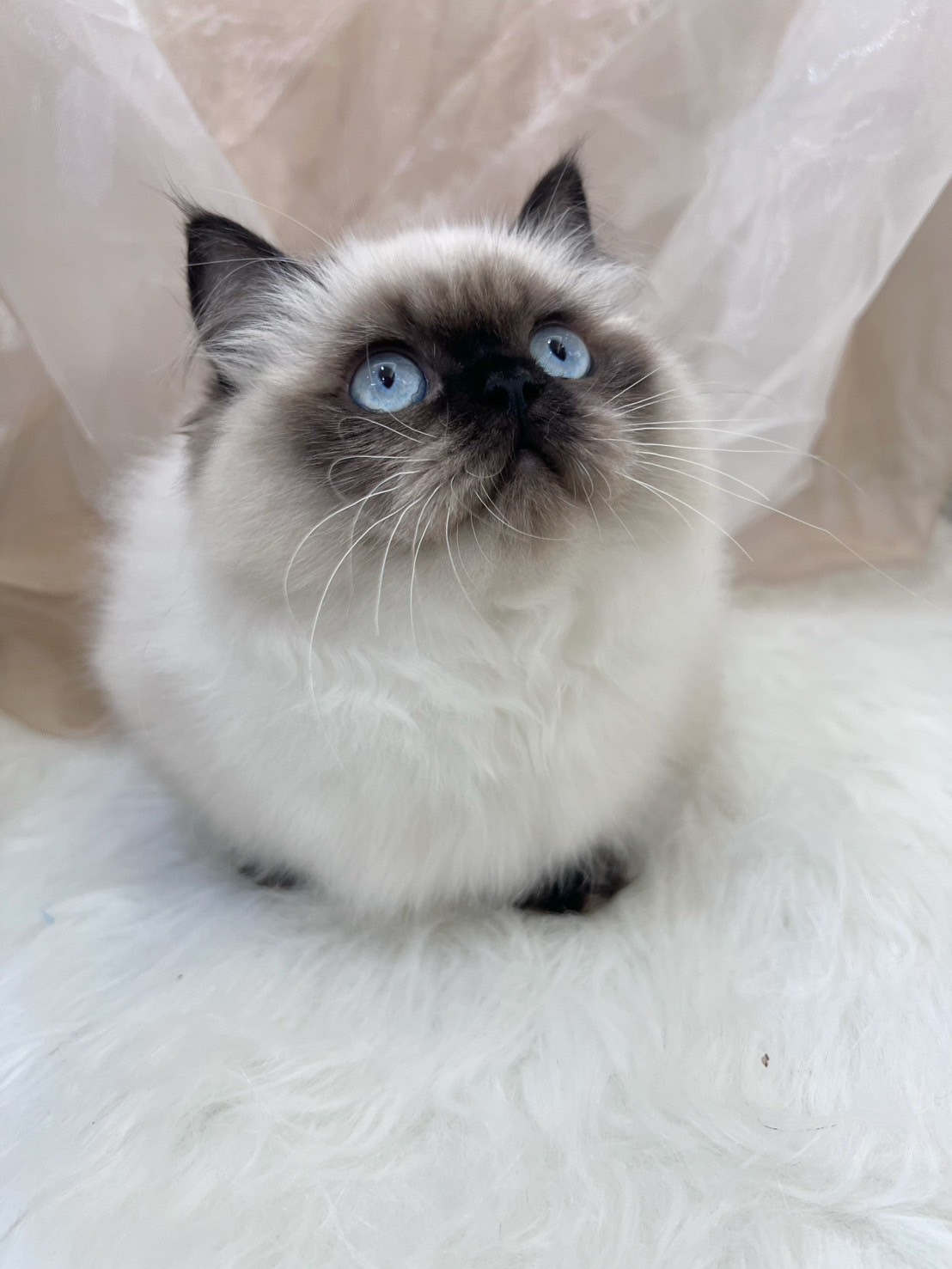 中圓寵物家族／海豹重點小步舞曲