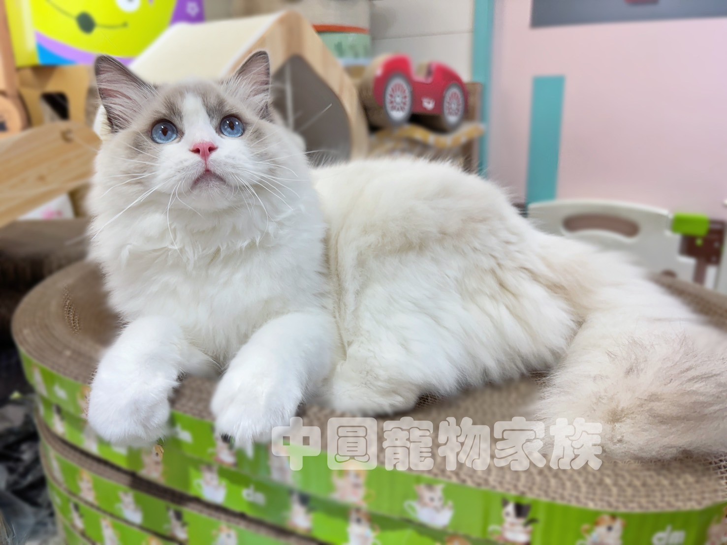 中圓寵物家族／藍雙色布偶貓
