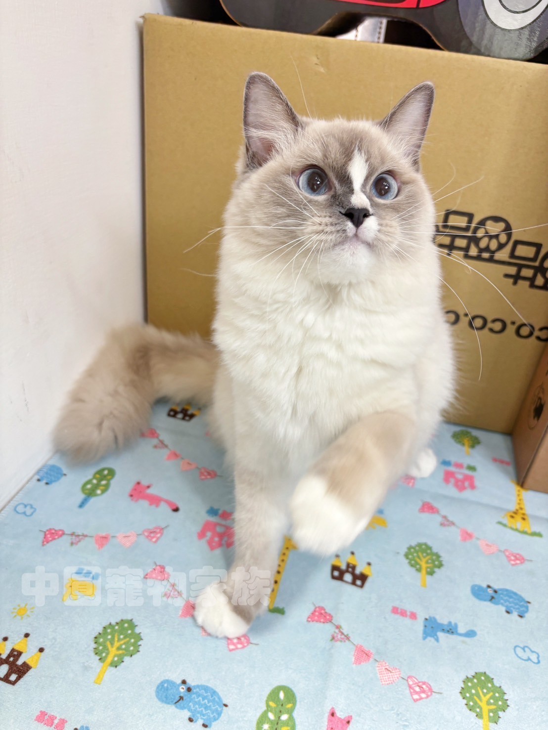 中圓寵物家族／藍手套布偶貓