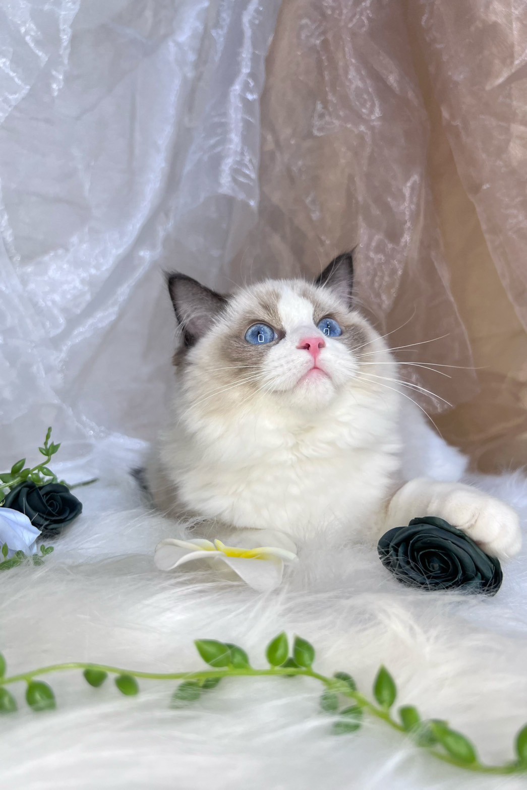 中圓寵物家族／海豹雙色布偶貓