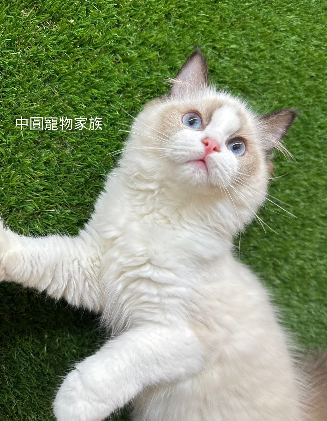 中圓寵物家族／海豹雙色布偶貓