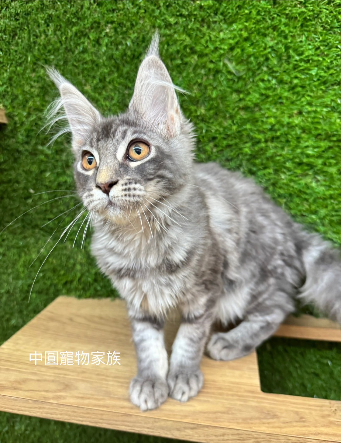 中圓寵物家族／銀虎斑緬因