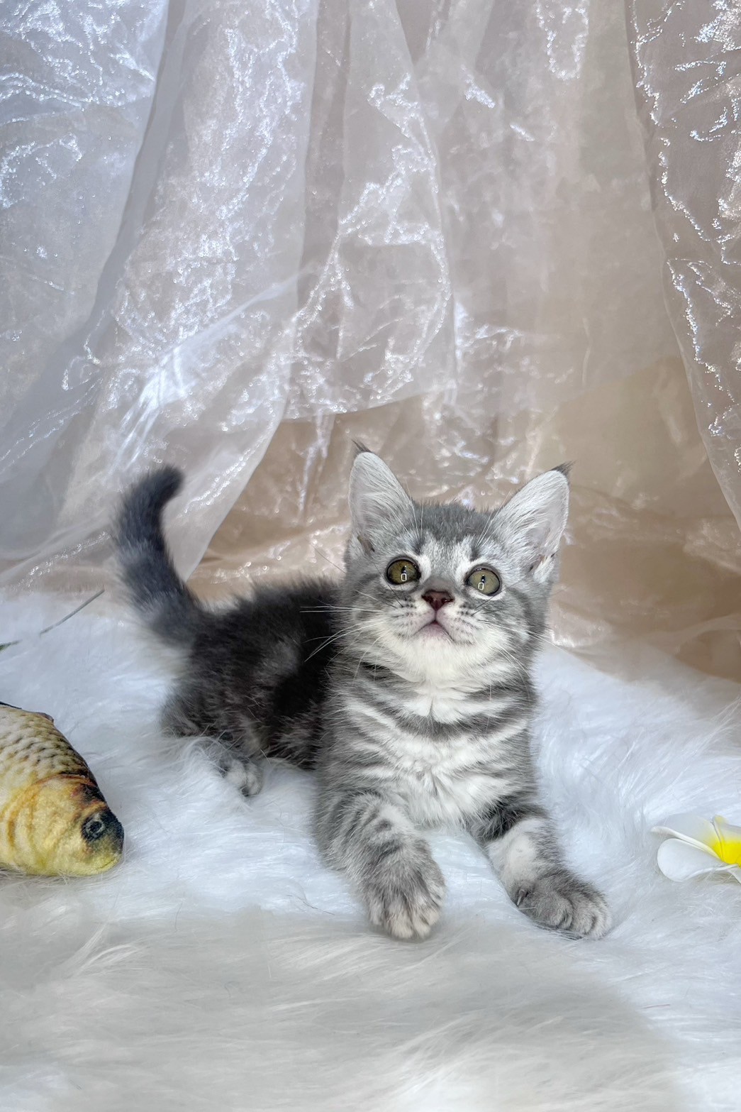 中圓寵物家族／銀白色美國短毛貓