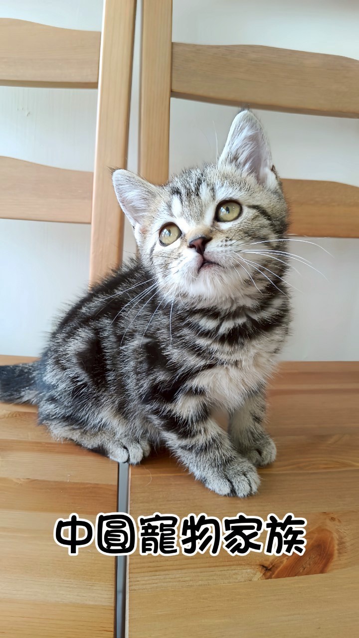 中圓寵物家族／古銅色美國短毛貓