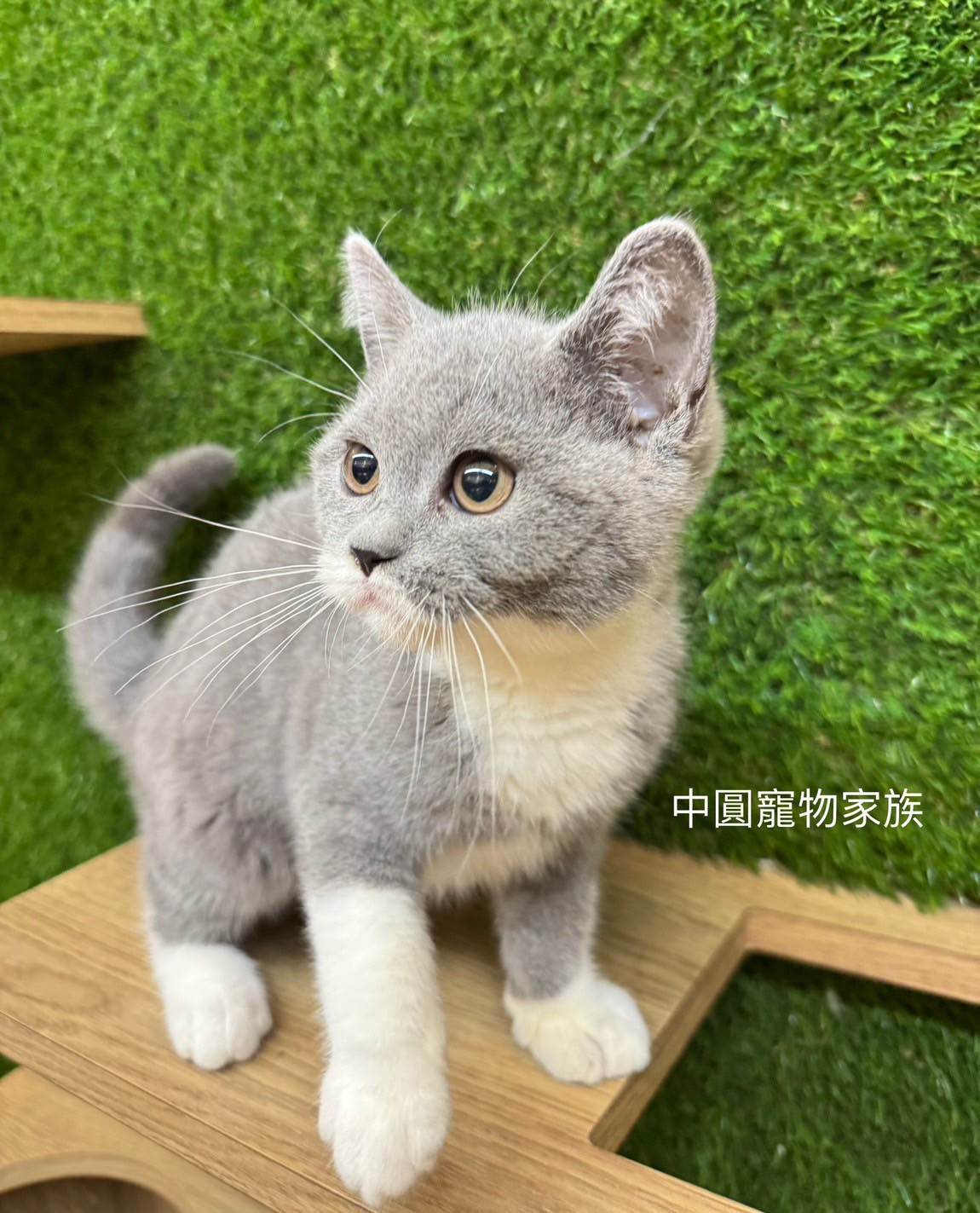 中圓寵物家族／藍白色英國短毛貓