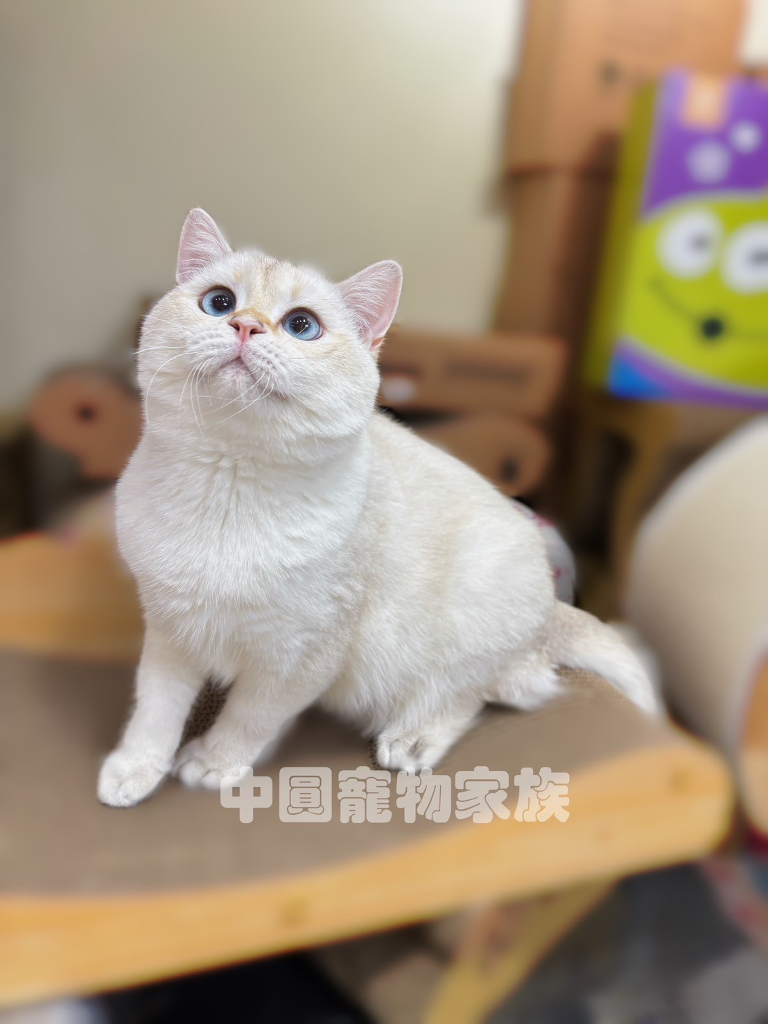 中圓寵物家族／金點英國短毛貓