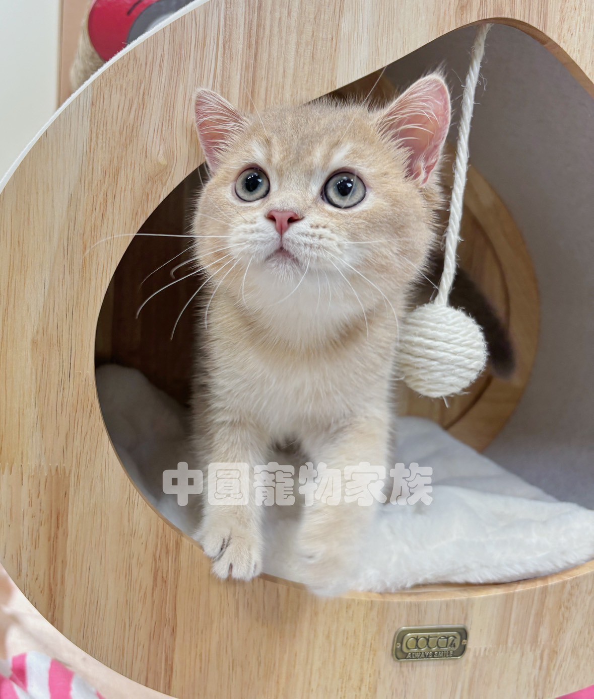 中圓寵物家族／紫金漸層英國短毛貓