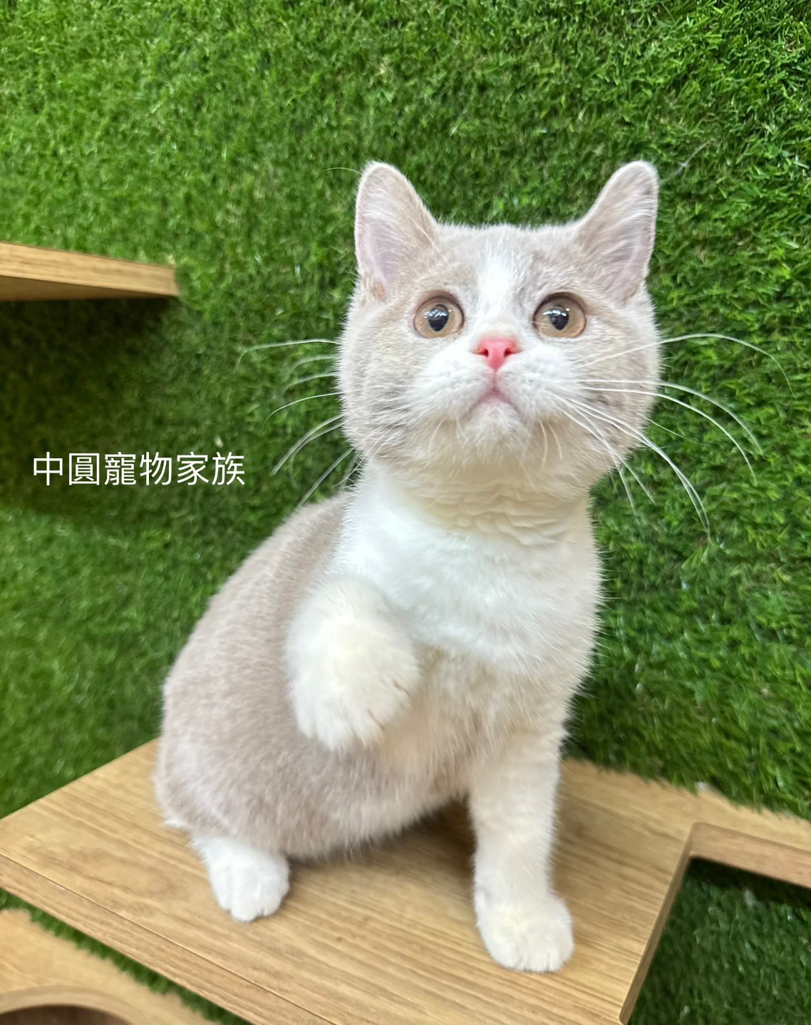 中圓寵物家族／丁香賓士英國短毛貓