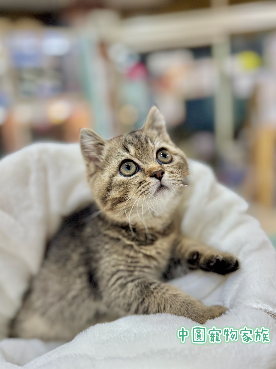 中圓寵物家族／黑金英國短毛貓