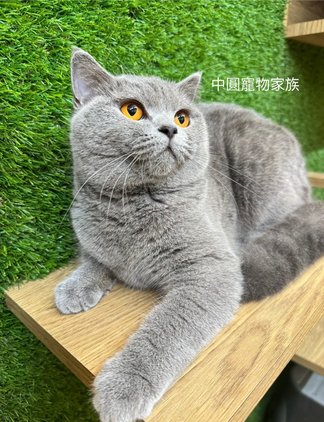 中圓寵物家族／藍色英國短毛貓