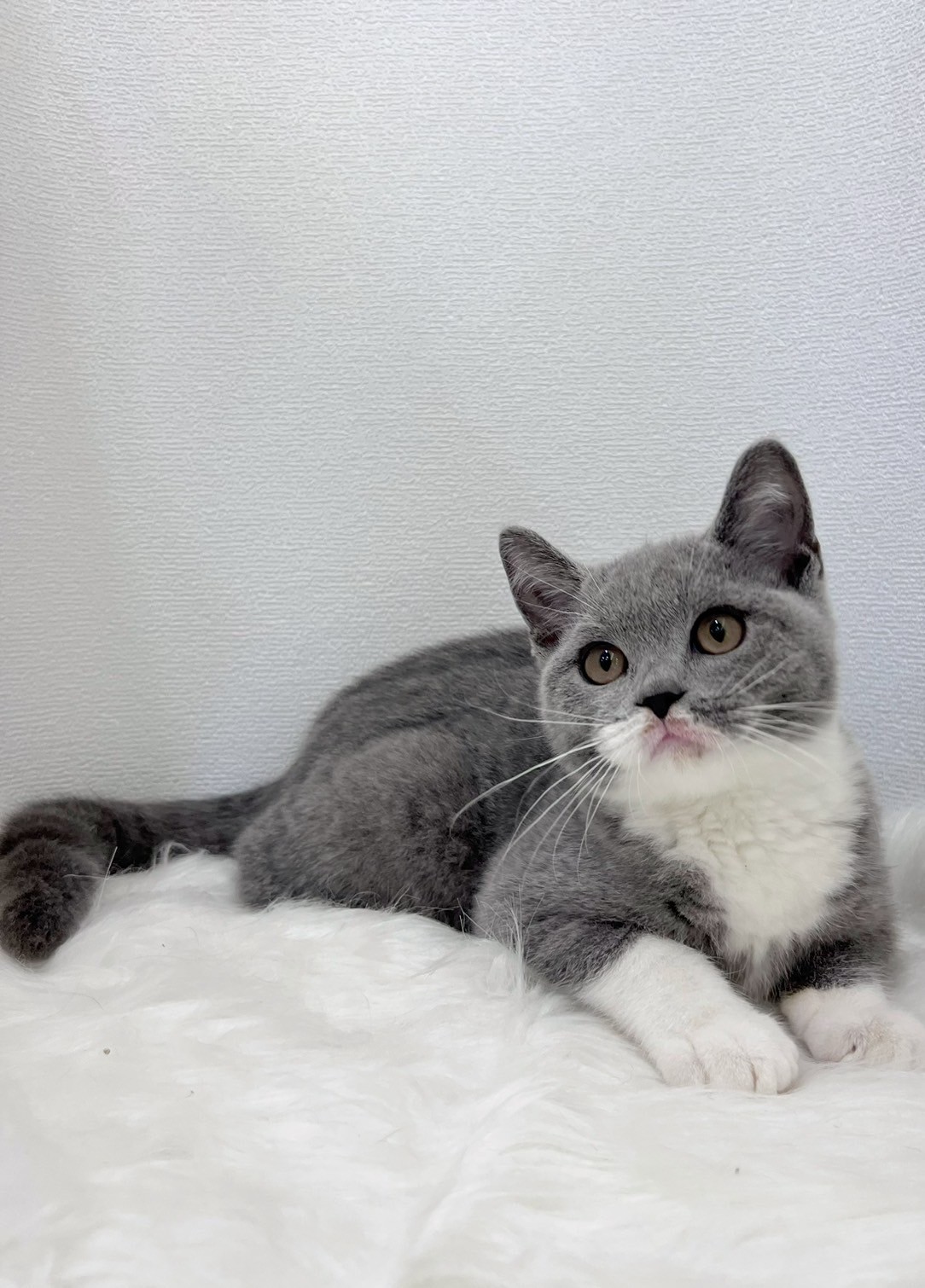 中圓寵物家族／藍白英國短毛貓