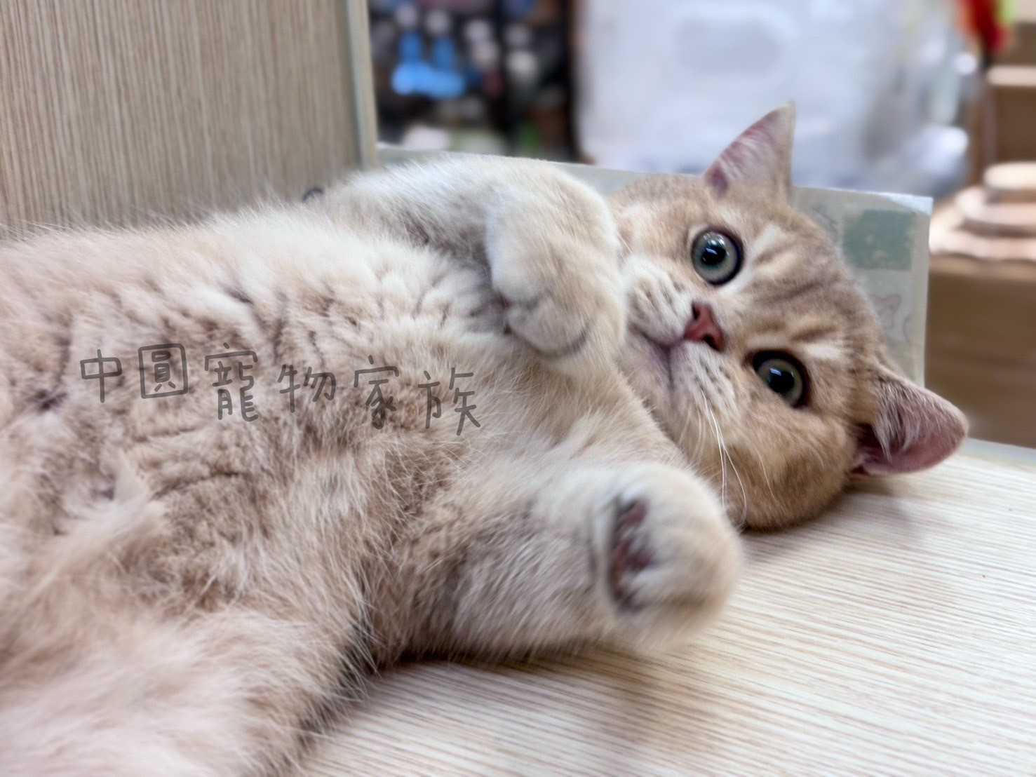 中圓寵物家族／紫金英國短毛貓