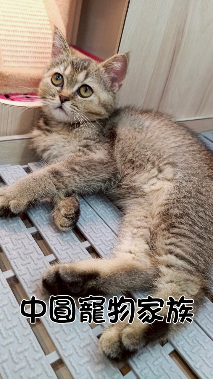 中圓寵物家族／黑金色英國短毛貓