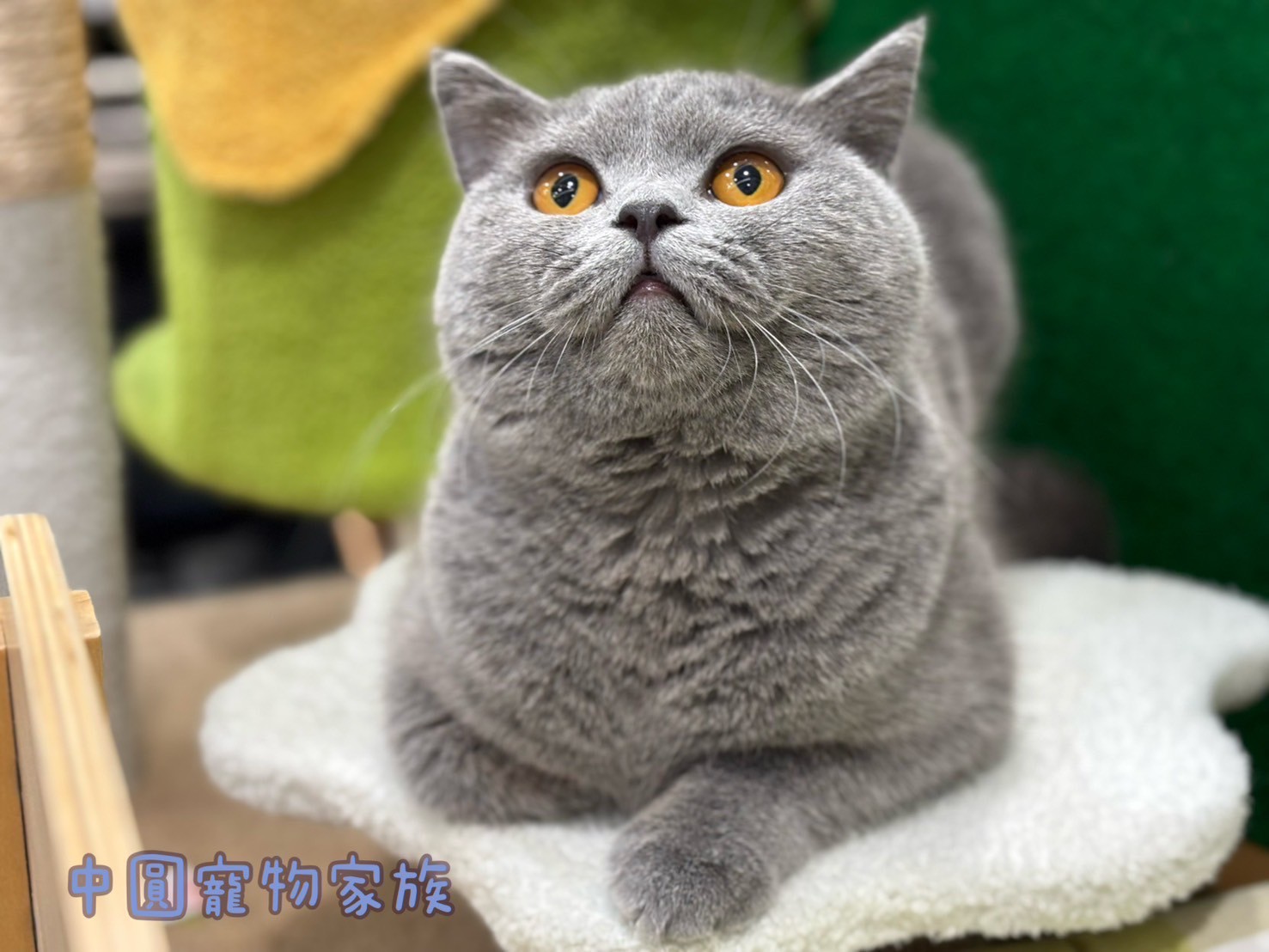 中圓寵物家族／藍色英國短毛貓