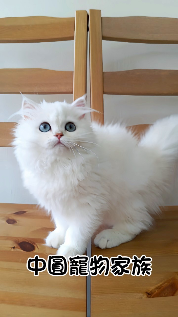 中圓寵物家族／銀點色英國長毛貓