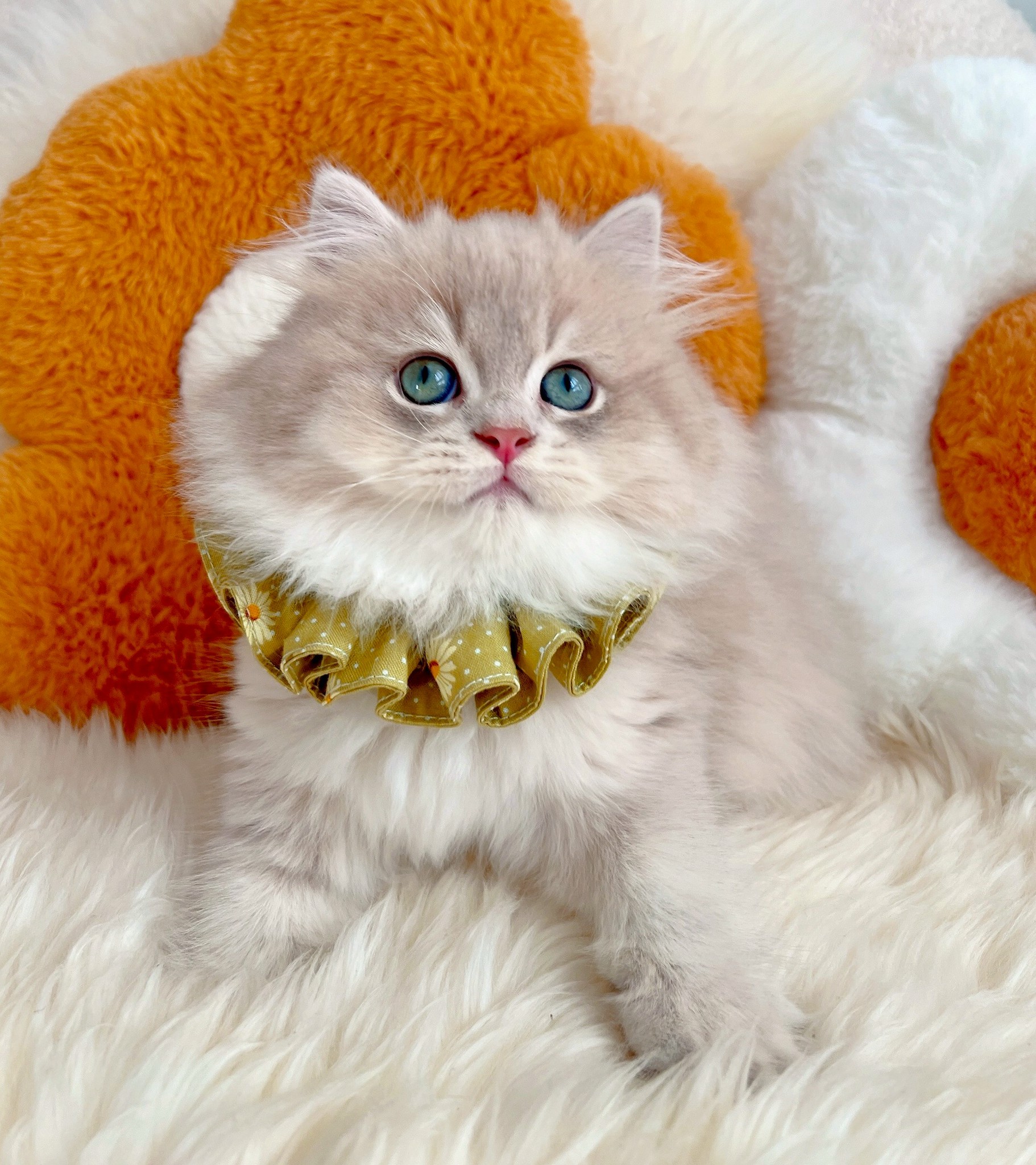 小東尼英短貓舍／紫金漸層英國長毛貓