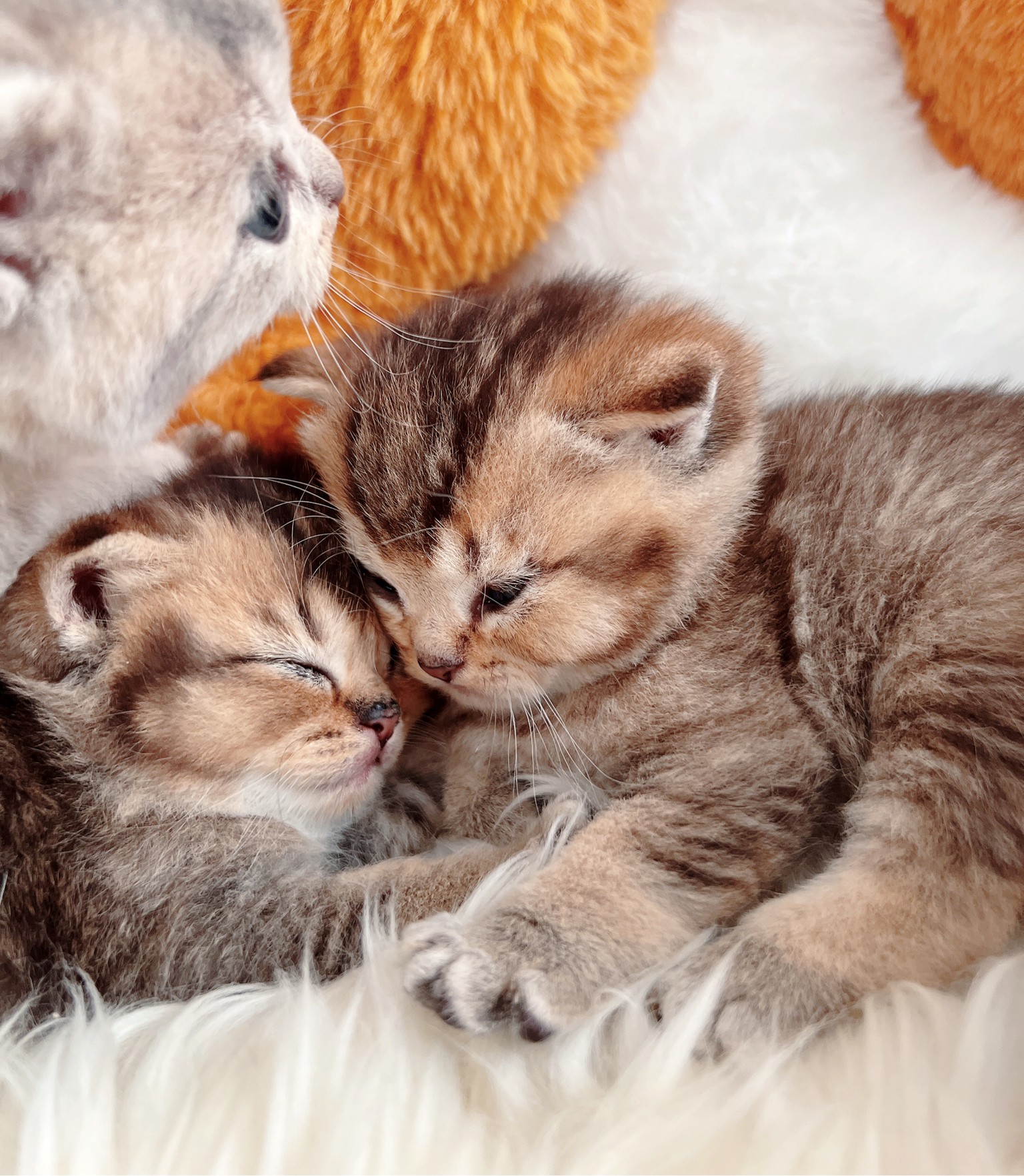 小東尼英短貓舍／黑金漸層英國短毛貓