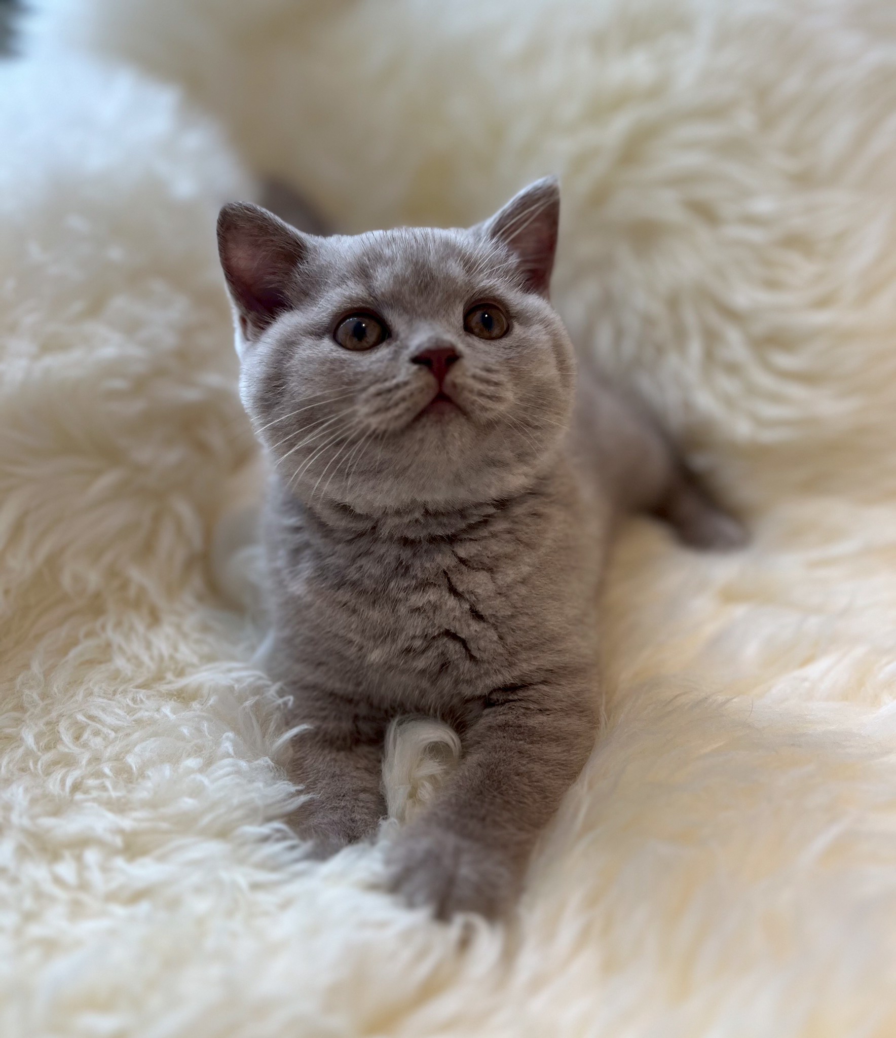 小東尼英短貓舍／紫丁香英國短毛貓