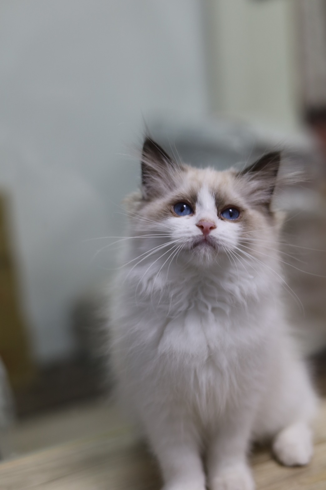 琥珀布偶貓舍／海豹雙色布偶貓