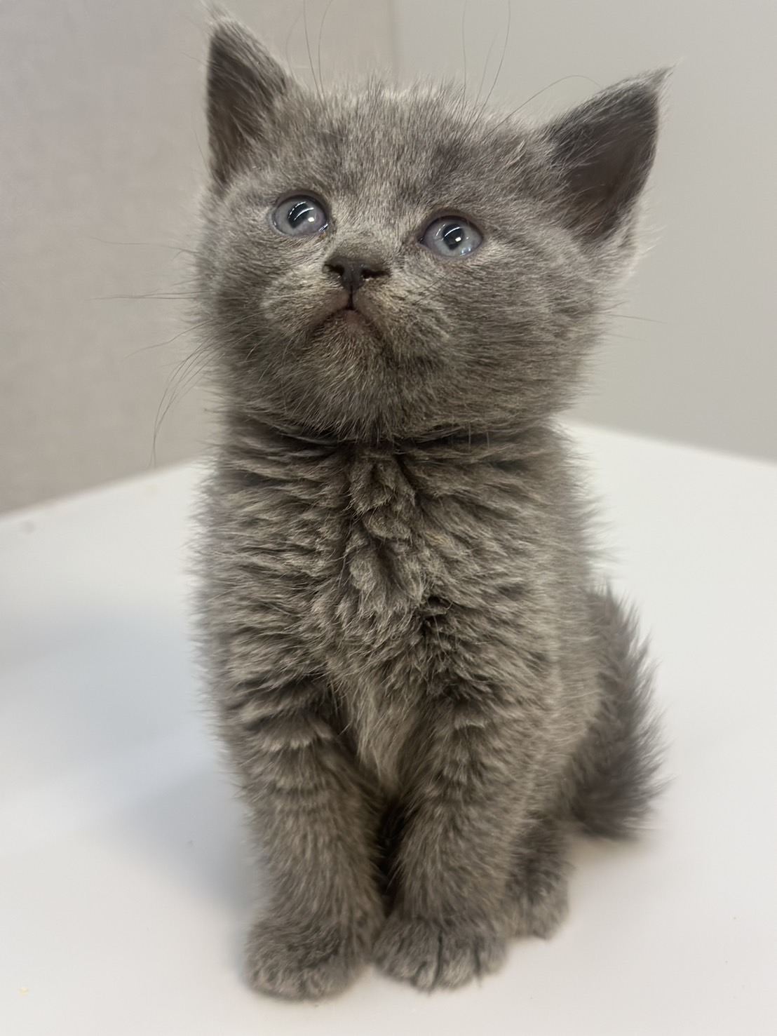 天使貓園／藍色英國短毛貓