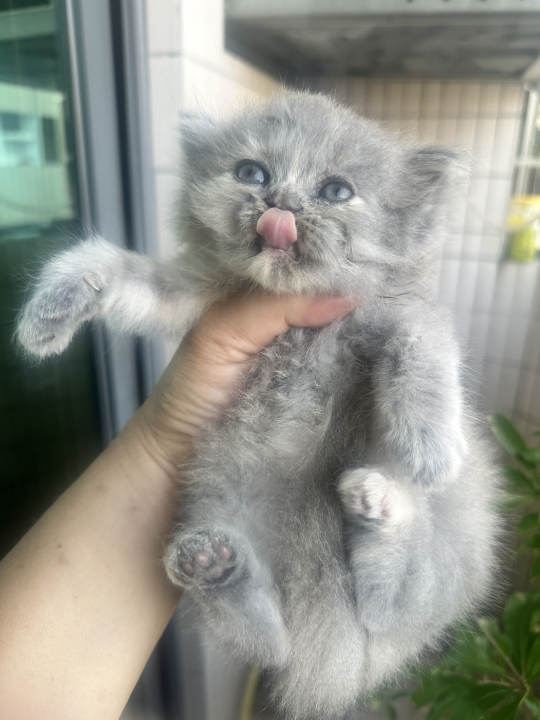天使貓園／英國長毛貓