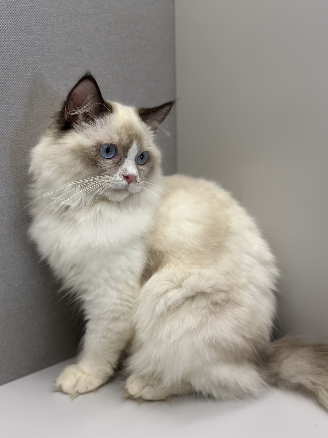 天使貓園／海豹雙色布偶貓