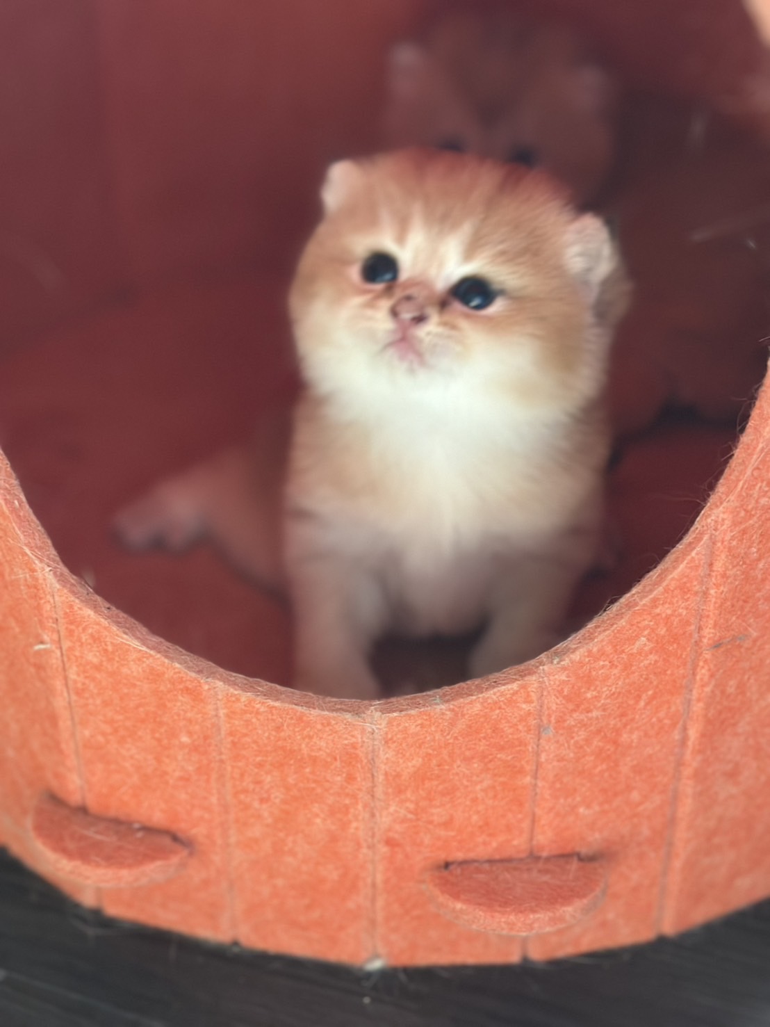 天使貓園／巧克力金漸層英國短毛貓