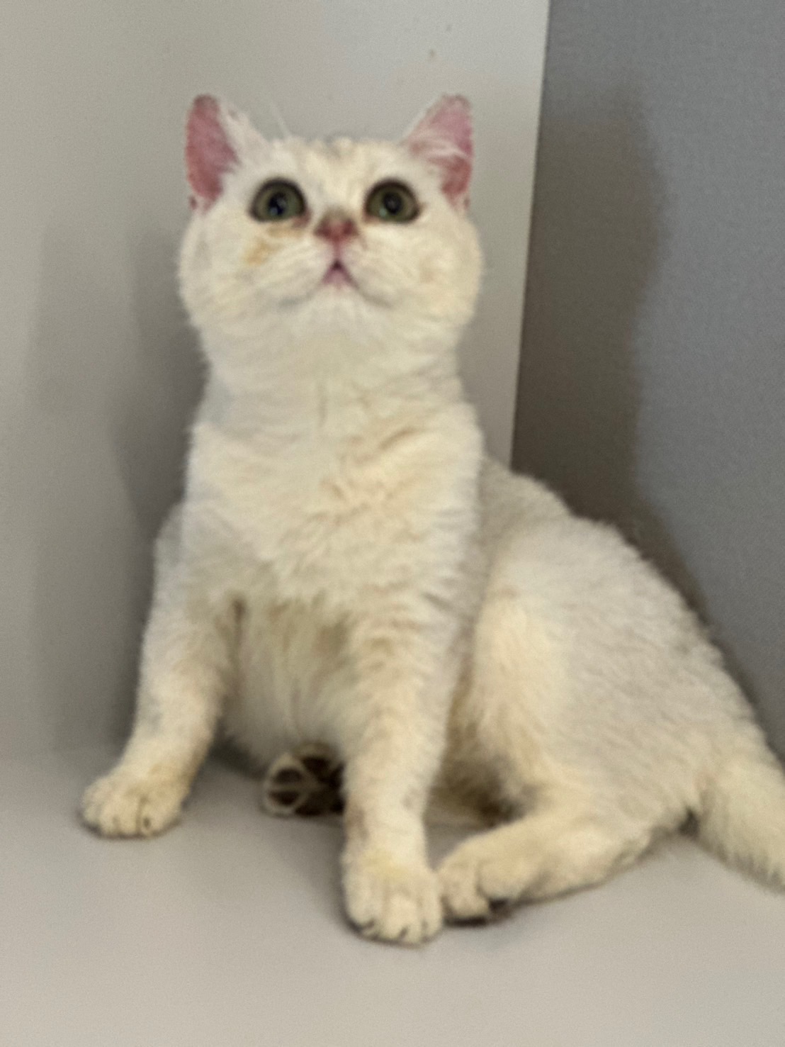 天使貓園／銀漸層英國短毛貓