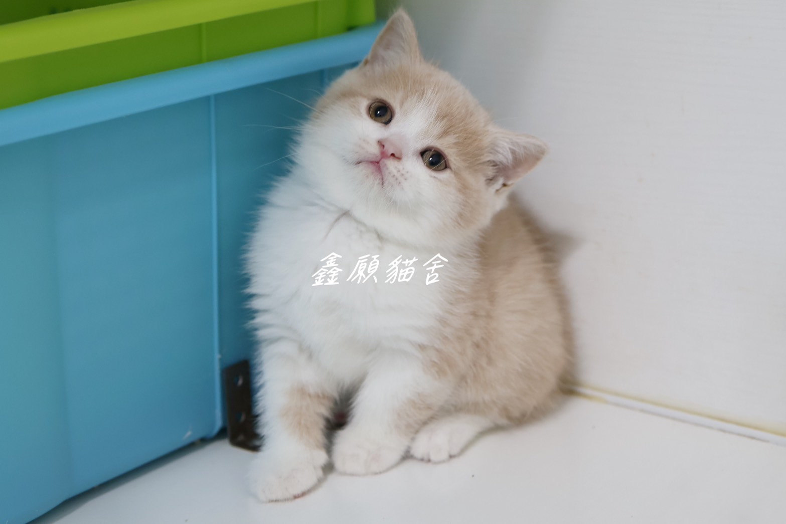 鑫願貓舍／奶油賓士英國短毛貓