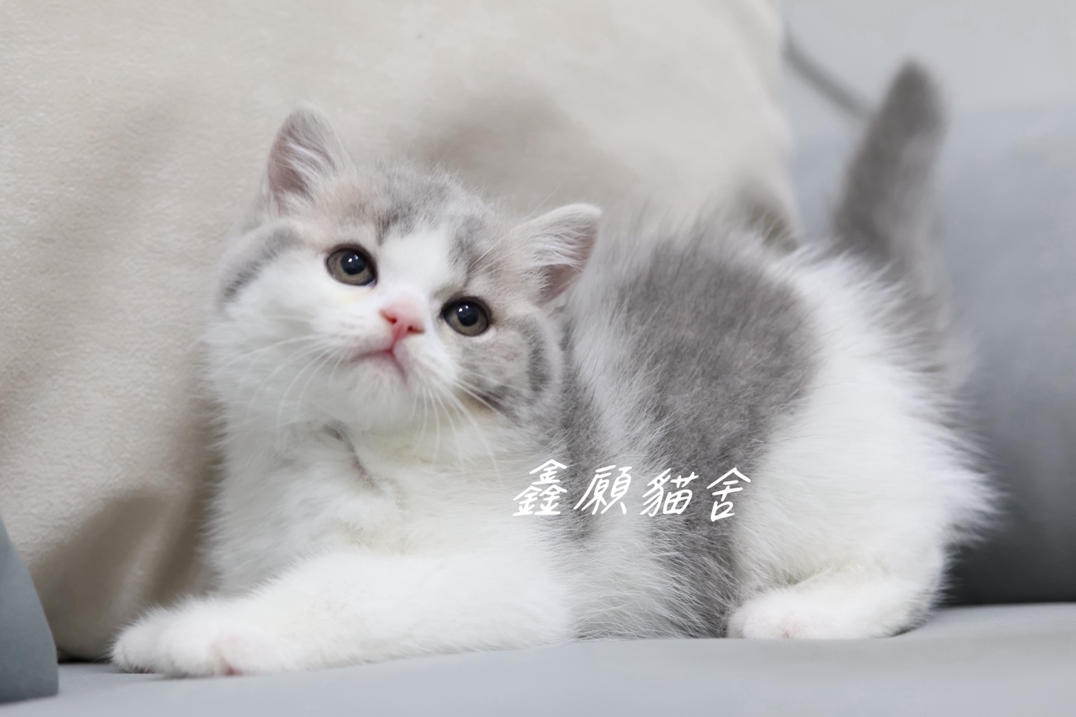 鑫願貓舍／藍虎斑賓士英國短毛貓